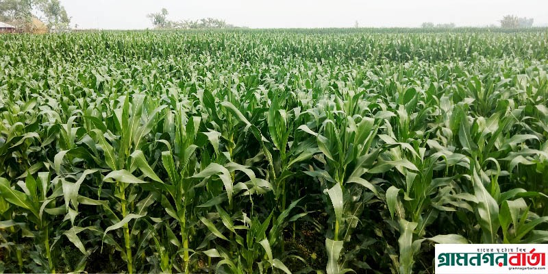 কাউনিয়ায় চলতি মৌসুমে ভুট্টার বাম্পার ফলনের আশা কৃষকের কাউনিয়ায় চলতি মৌসুমে ভুট্টার বাম্পার ফলনের আশা কৃষকের