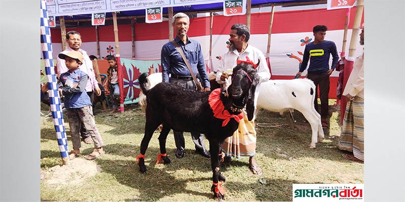 কাউনিয়ায় উন্নত জাতের ছাগল পালন কাউনিয়ায় উন্নত জাতের ছাগল পালন