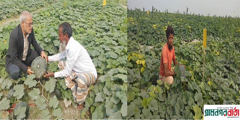 তিস্তার জেগে ওঠা বালুচরে কুমড়া চাষে আর্থিক লাভবান হয়েছেন কৃষক তিস্তার জেগে ওঠা বালুচরে কুমড়া চাষে আর্থিক লাভবান হয়েছেন কৃষক