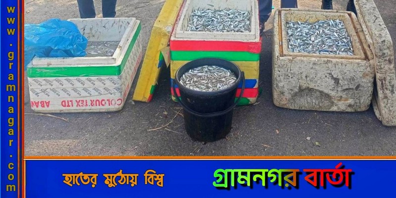 লৌহজংয় জাটকা ইলিশ পরিবহনের দায়ে ৪ জনকে কারাদণ্ড লৌহজংয় জাটকা ইলিশ পরিবহনের দায়ে ৪ জনকে কারাদণ্ড