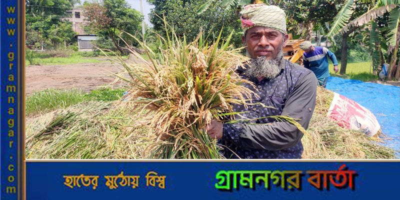 শ্রীনগরে ধানের জমিতে ব্লাস্ট রোগের হানায় দিশেহারা কৃষক শ্রীনগরে ধানের জমিতে ব্লাস্ট রোগের হানায় দিশেহারা কৃষক