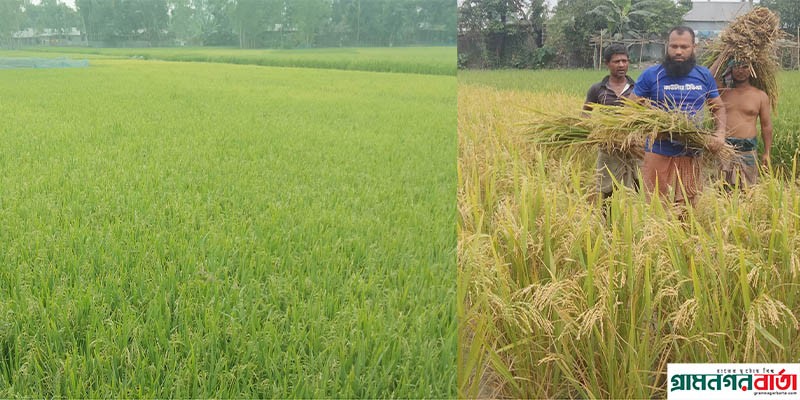 কাউনিয়ায় বিভিন্ন গ্রামে বোরো মৌসুমে চারিদিকে সবুজের সমারহ কাউনিয়ায় বিভিন্ন গ্রামে বোরো মৌসুমে চারিদিকে সবুজের সমারহ