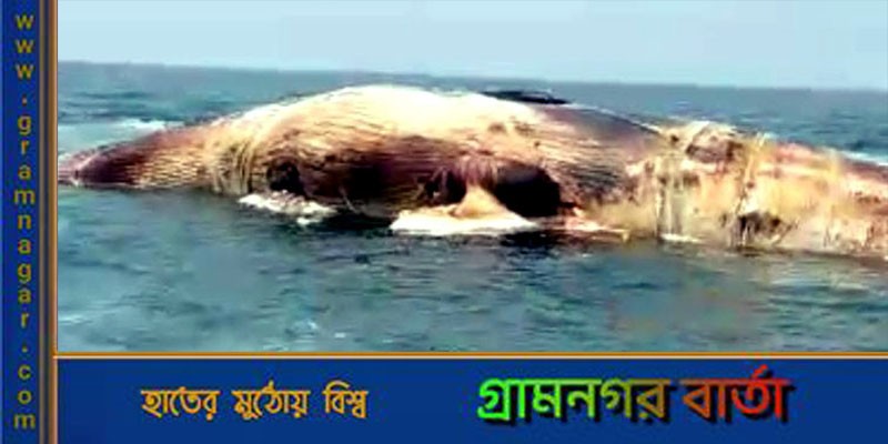কক্সবাজারে ভেসে এলো বিশাল আকৃতির তিমি কক্সবাজারে ভেসে এলো বিশাল আকৃতির তিমি