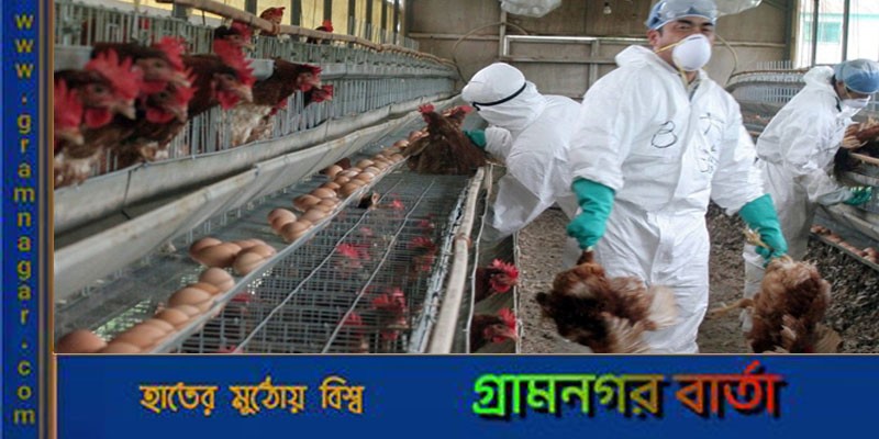 জাপানে লাখ লাখ মৃত পাখি, মাটি চাপা দেওয়ার জায়গা নেই জাপানে লাখ লাখ মৃত পাখি, মাটি চাপা দেওয়ার জায়গা নেই