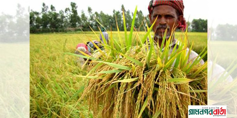 ইরি-বোরো ধান কাটার সময় চলে এসেছে ইরি-বোরো ধান কাটার সময় চলে এসেছে