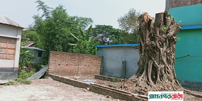 সিরাজদিখানে বিরোধপূর্ণ জমির শতবর্ষী গাছ কাটার অভিযোগ সিরাজদিখানে বিরোধপূর্ণ জমির শতবর্ষী গাছ কাটার অভিযোগ