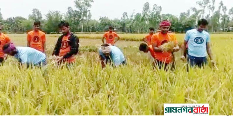 রংপুরে উপজেলা ছাত্রলীগ বিভিন্ন উইনিয়নে দারিদ্র কৃষকের ধান কেটে গোলায় তুলে দিচ্ছে রংপুরে উপজেলা ছাত্রলীগ বিভিন্ন উইনিয়নে দারিদ্র কৃষকের ধান কেটে গোলায় তুলে দিচ্ছে