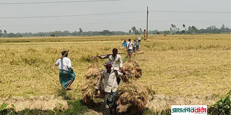 প্রচন্ড তাপদাহে স্বাস্থ্যঝুঁকি নিয়ে ধান কাটছে মৌসুমী শ্রমিকরা প্রচন্ড তাপদাহে স্বাস্থ্যঝুঁকি নিয়ে ধান কাটছে মৌসুমী শ্রমিকরা