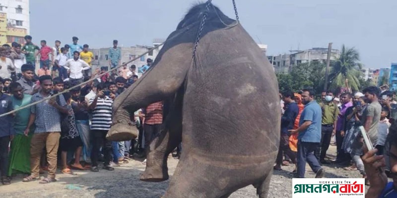 রাজধানীতে ট্রেনের ধাক্কায় হাতির করুণ মৃত্যু রাজধানীতে ট্রেনের ধাক্কায় হাতির করুণ মৃত্যু