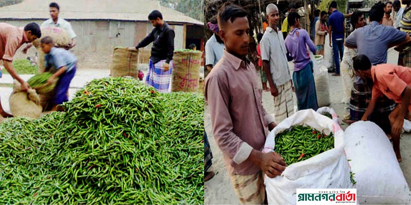 রংপুরে কাঁচা মরিচের ন্যায্য দাম পাচ্ছে চরাঞ্চলের চাষীরা রংপুরে কাঁচা মরিচের ন্যায্য দাম পাচ্ছে চরাঞ্চলের চাষীরা