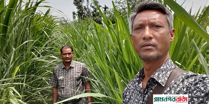 গো-খাদ্য সংকট নিরসনে নেপিয়ার ও পাকচং ঘাস চাষ জনপ্রিয় হয়ে ওঠছে গো-খাদ্য সংকট নিরসনে নেপিয়ার ও পাকচং ঘাস চাষ জনপ্রিয় হয়ে ওঠছে