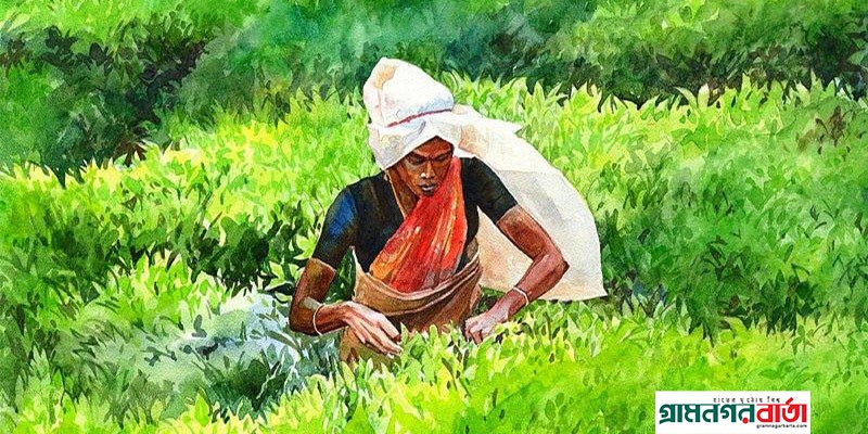 আজ জাতীয় চা দিবস আজ জাতীয় চা দিবস