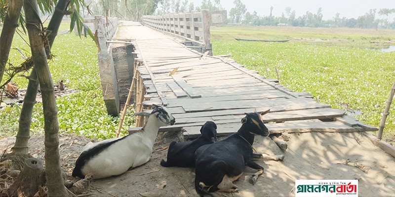 রংপুরের কাউনিয়ায় উন্নয়নের মহাসড়কের বেহাল অবস্থা রংপুরের কাউনিয়ায় উন্নয়নের মহাসড়কের বেহাল অবস্থা