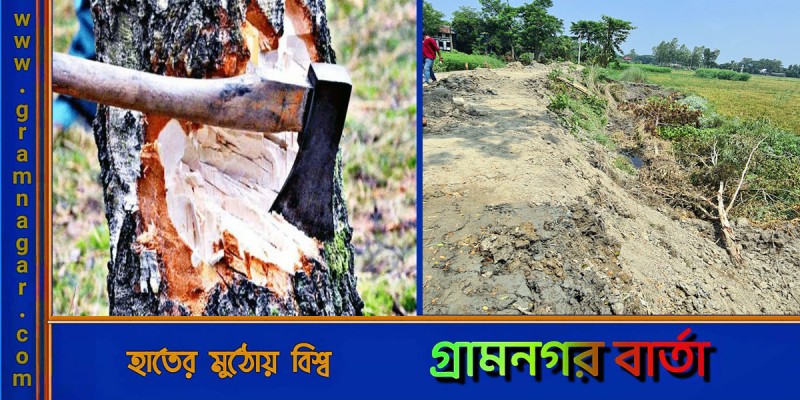 লৌহজংয়ে ইউপি সদস্যের বিরুদ্ধে সরকারি গাছ কর্তনের অভিযোগ লৌহজংয়ে ইউপি সদস্যের বিরুদ্ধে সরকারি গাছ কর্তনের অভিযোগ