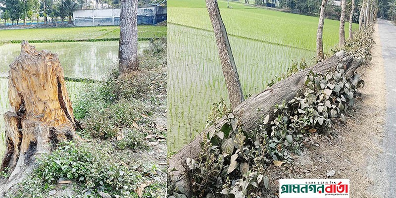 রংপুরের টেপামধুপুর রোডে মূল্যবান গাছ গুলো নষ্ট হয়ে যাচ্ছে রংপুরের টেপামধুপুর রোডে মূল্যবান গাছ গুলো নষ্ট হয়ে যাচ্ছে