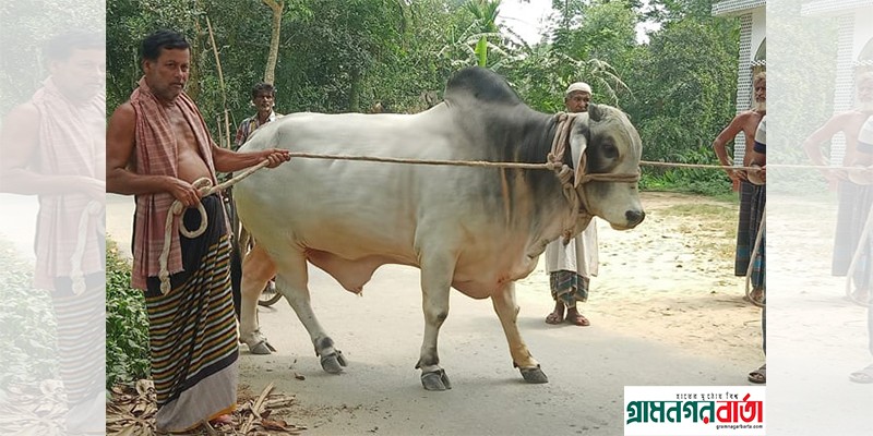 প্রধানমন্ত্রীকে দেয়া কৃষকের অমূল্য উপহার প্রধানমন্ত্রীকে দেয়া কৃষকের অমূল্য উপহার