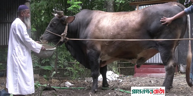 মাদারীপুরে ৪০ মন ওজনের ‘রাজা বাবু’ মাদারীপুরে ৪০ মন ওজনের ‘রাজা বাবু’