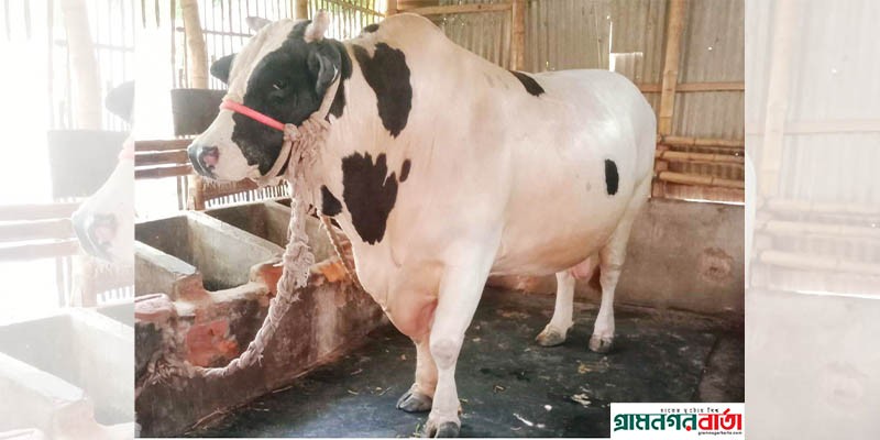 রংপুরের কোরবানির গরু সুলতান প্রস্তুত রংপুরের কোরবানির গরু সুলতান প্রস্তুত