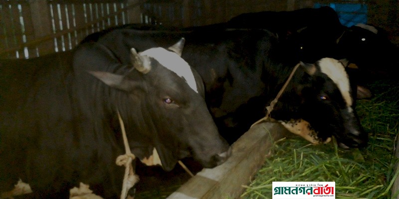 শ্রীনগরে গরু বিক্রির প্রস্তুতি, চাহিদার চেয়ে যোগান বেশী শ্রীনগরে গরু বিক্রির প্রস্তুতি, চাহিদার চেয়ে যোগান বেশী