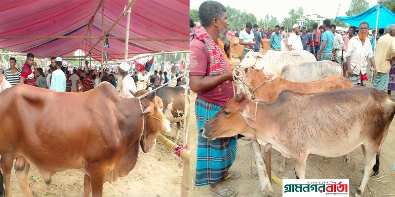 বগুড়ায় সাধ্যের মধ্যে কোরবানির পশু মিলে নন্দীগ্রামের রণবাঘা হাটে বগুড়ায় সাধ্যের মধ্যে কোরবানির পশু মিলে নন্দীগ্রামের রণবাঘা হাটে
