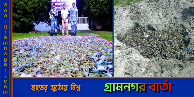 মাটিতে পুঁতে ফেলা হলো ১৫০০ কেজি চিংড়ি মাটিতে পুঁতে ফেলা হলো ১৫০০ কেজি চিংড়ি