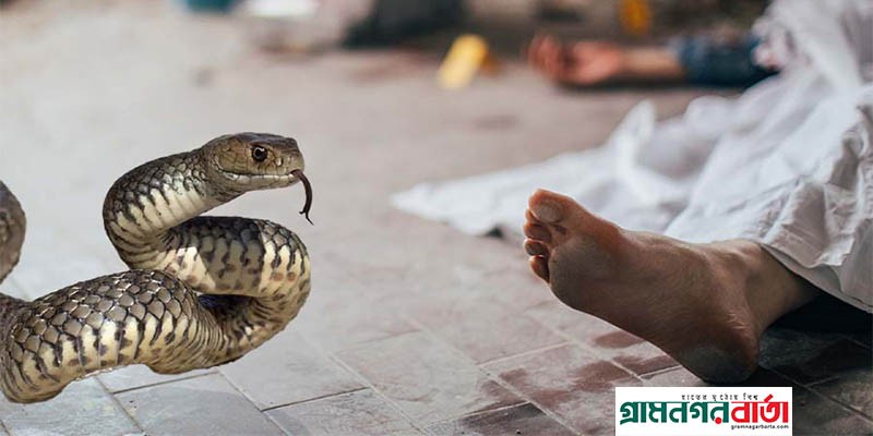 মাদারীপুরে নিজের পোষা সাপের ছোবলে ওঝার মৃত্যু মাদারীপুরে নিজের পোষা সাপের ছোবলে ওঝার মৃত্যু