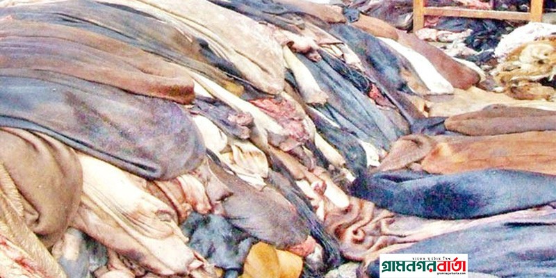 গরুর চামড়ার দাম বাড়লেও অপরিবর্তিত থাকছে খাসি ও বকরির চামড়ার দাম গরুর চামড়ার দাম বাড়লেও অপরিবর্তিত থাকছে খাসি ও বকরির চামড়ার দাম
