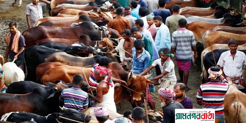 স্বাস্থ্য মন্ত্রণালয় কর্তৃক পশুর হাটে ও কুরবানিকালীন স্বাস্থ্যবিধি স্বাস্থ্য মন্ত্রণালয় কর্তৃক পশুর হাটে ও কুরবানিকালীন স্বাস্থ্যবিধি