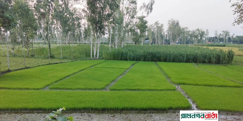 রংপুরের কাউনিয়ায় লক্ষ্যমাত্রার বেশি আমন বীজতলা তৈরী রংপুরের কাউনিয়ায় লক্ষ্যমাত্রার বেশি আমন বীজতলা তৈরী