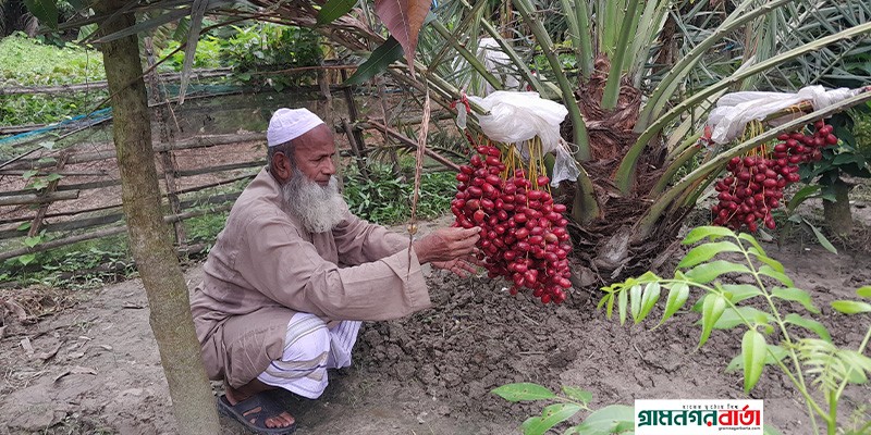আজোয়া খেজুর চাষ করে সফল হলেন চাষি আবু হানিফা আজোয়া খেজুর চাষ করে সফল হলেন চাষি আবু হানিফা
