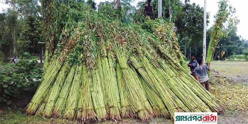 বর্ষাকালেও পানির অভাবে পাট জাক দিতে পারছেনা কৃষক বর্ষাকালেও পানির অভাবে পাট জাক দিতে পারছেনা কৃষক