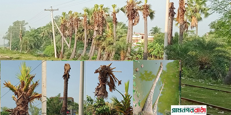 স্বাধীনতা ও বিজয়ের জীবন্ত স্মারক ৭১টি ফলন্ত তালগাছ হত্যা করছে পল্লী বিদ্যুৎ স্বাধীনতা ও বিজয়ের জীবন্ত স্মারক ৭১টি ফলন্ত তালগাছ হত্যা করছে পল্লী বিদ্যুৎ