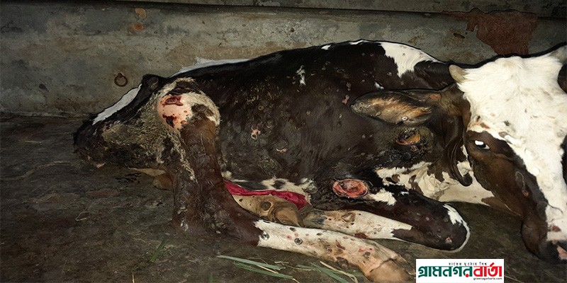 বগুড়ায় গরুর লাম্পি স্কিন রোগ ছড়িয়ে পড়ায় কৃষক-খামারিদের মাঝে আতঙ্ক বগুড়ায় গরুর লাম্পি স্কিন রোগ ছড়িয়ে পড়ায় কৃষক-খামারিদের মাঝে আতঙ্ক