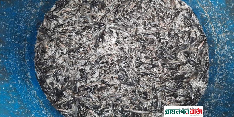 বগুড়ায় ৫ লাখ টাকার নিষিদ্ধ আফ্রিকান মাগুর মাছের পোনা জব্দ বগুড়ায় ৫ লাখ টাকার নিষিদ্ধ আফ্রিকান মাগুর মাছের পোনা জব্দ