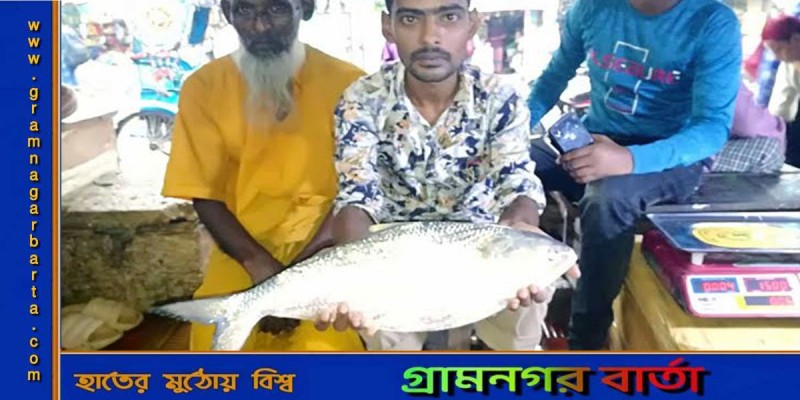 বরগুনায় সোয়া ২ কেজির ইলিশ ৯ হাজার টাকায় বিক্রি বরগুনায় সোয়া ২ কেজির ইলিশ ৯ হাজার টাকায় বিক্রি
