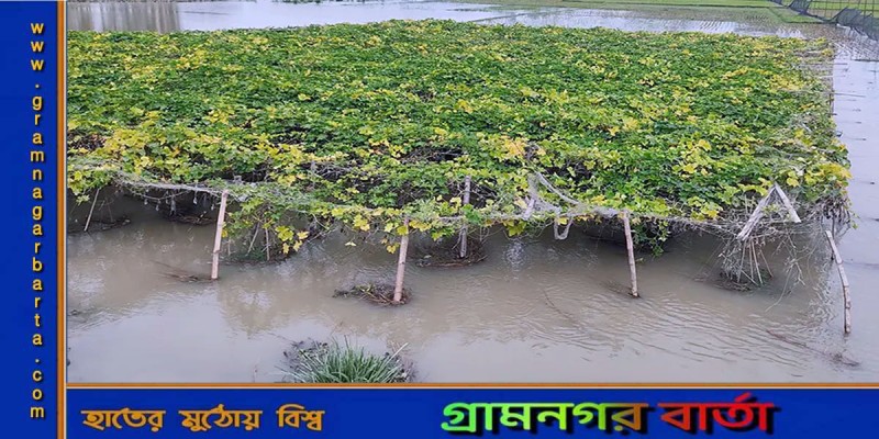 যমুনার পানি বাড়ায় সিরাজগঞ্জে প্লাবিত হচ্ছে নিচু এলাকার ফসলি জমি যমুনার পানি বাড়ায় সিরাজগঞ্জে প্লাবিত হচ্ছে নিচু এলাকার ফসলি জমি