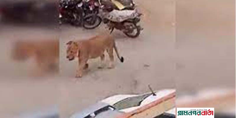করাচির রাস্তায় বনের সিংহ করাচির রাস্তায় বনের সিংহ