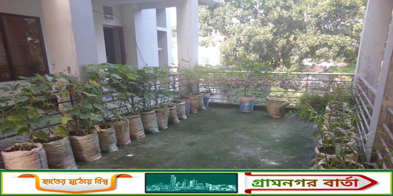কাউনিয়া এলজিইডি অফিস ভবনে ছাদ বাগান সকলের নজর কেরেছে কাউনিয়া এলজিইডি অফিস ভবনে ছাদ বাগান সকলের নজর কেরেছে