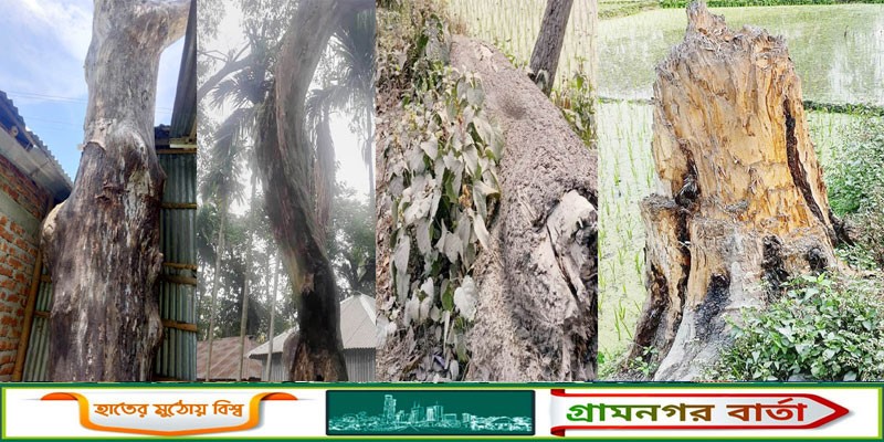 কাউনিয়ায় নিলামের অভাবে নষ্ট হচ্ছে শত শত গাছ কাউনিয়ায় নিলামের অভাবে নষ্ট হচ্ছে শত শত গাছ
