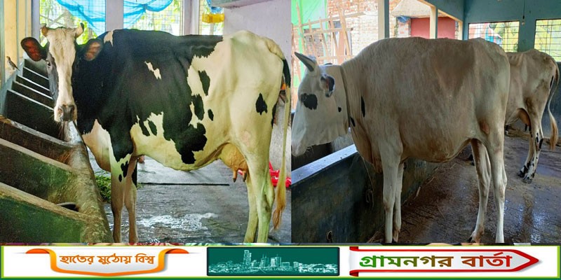 কাউনিয়া উপজেলায় গরুর ক্ষুরা রোগের প্রাদুর্ভাব কাউনিয়া উপজেলায় গরুর ক্ষুরা রোগের প্রাদুর্ভাব
