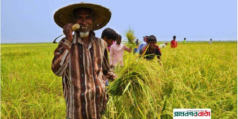 রবি ফসলের উৎপাদন বাড়াতে ১৮৯ কোটি টাকার প্রণোদনা