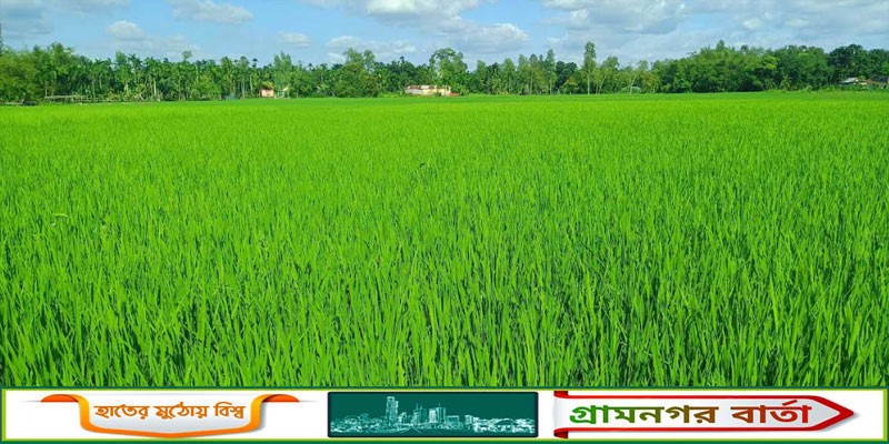 কাউনিয়ায় মাঠের পর মাঠ আমন ক্ষেতে সবুজের সমারোহ কাউনিয়ায় মাঠের পর মাঠ আমন ক্ষেতে সবুজের সমারোহ