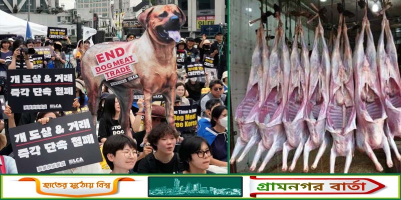 কুকুরের মাংস খাওয়া নিষিদ্ধ করছে দক্ষিণ কোরিয়া কুকুরের মাংস খাওয়া নিষিদ্ধ করছে দক্ষিণ কোরিয়া