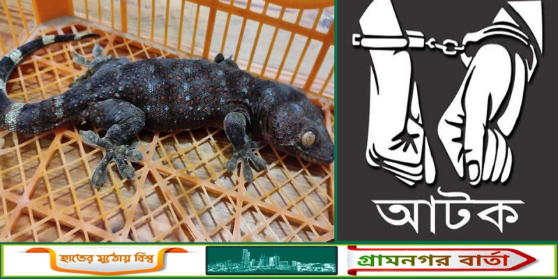 যাত্রাবাড়ীতে জীবিত তক্ষকসহ যুবক আটক যাত্রাবাড়ীতে জীবিত তক্ষকসহ যুবক আটক