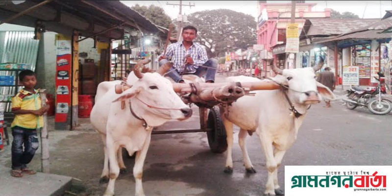 যান্ত্রিক যুগে কাউনিয়ায় কদর নেই গরুর গাড়ির যান্ত্রিক যুগে কাউনিয়ায় কদর নেই গরুর গাড়ির