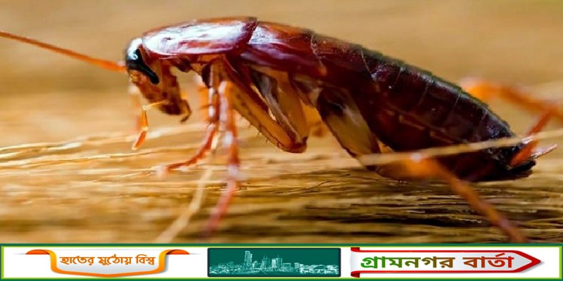 জেনে নিন ঘরোয়া পদ্ধতিতে তেলাপোকার উপদ্রব থেকে মুক্তির পদ্ধতি জেনে নিন ঘরোয়া পদ্ধতিতে তেলাপোকার উপদ্রব থেকে মুক্তির পদ্ধতি