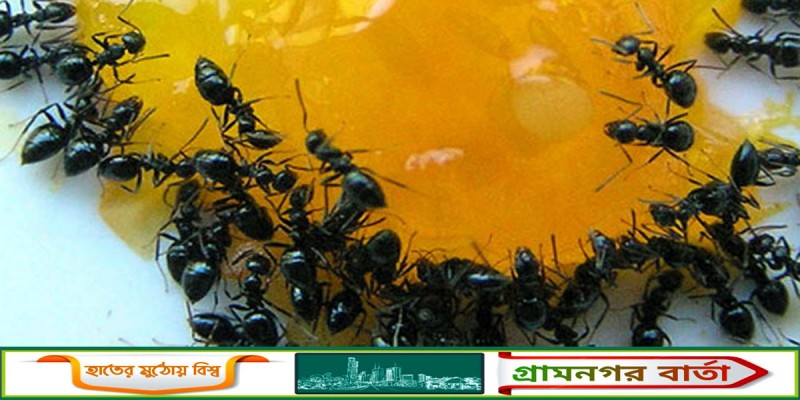 পিঁপড়া দূর করতে জেনে নিন কিছু ঘরোয়া উপায় পিঁপড়া দূর করতে জেনে নিন কিছু ঘরোয়া উপায়