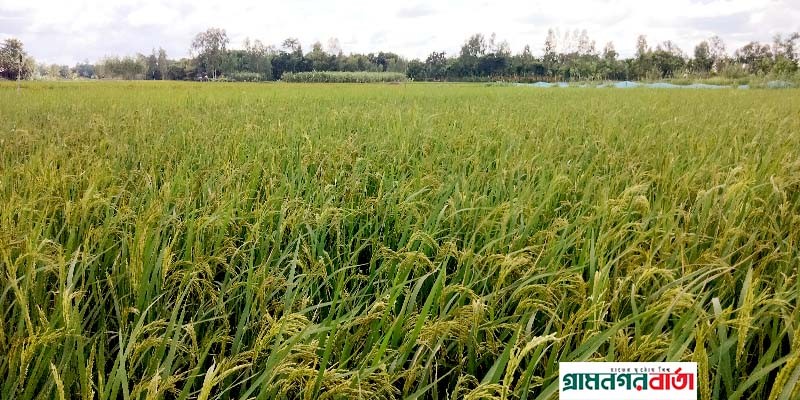 রংপুরে আগাম জাতের সোনালী ধান গোলায় উঠার অপেক্ষায় রংপুরে আগাম জাতের সোনালী ধান গোলায় উঠার অপেক্ষায়
