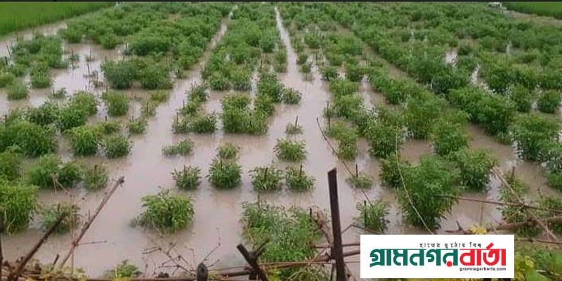 নন্দীগ্রামে প্রবল বৃষ্টিপাতে বেশি ক্ষতির কবলে মরিচ চাষিরা নন্দীগ্রামে প্রবল বৃষ্টিপাতে বেশি ক্ষতির কবলে মরিচ চাষিরা