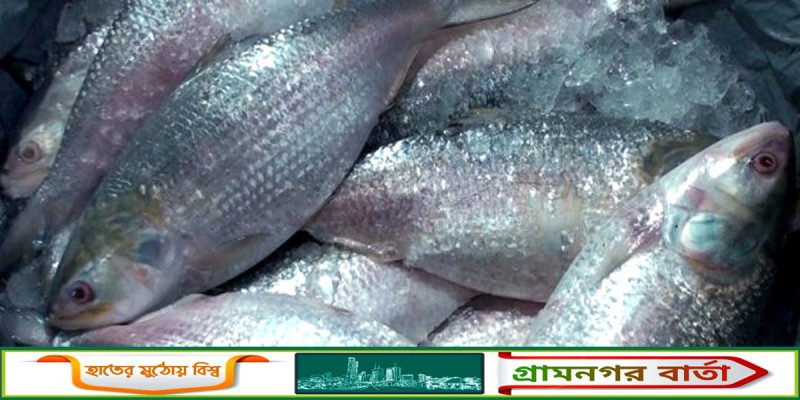 মধ্যরাত থেকে ২২ দিন ইলিশ ক্রয়-বিক্রয় নিষেধ মধ্যরাত থেকে ২২ দিন ইলিশ ক্রয়-বিক্রয় নিষেধ